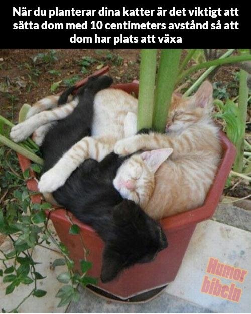 Tre sovande katter som ligger ihopträngda i en liten röd kruka utomhus.