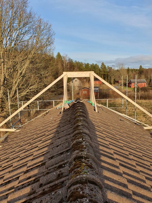 Nyligen uppbyggda träpelare på takstol mot klar himmel, sett från takpannor täckta med mossa.