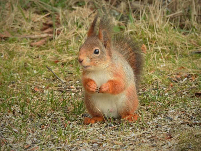 En stående ekorre på en gräsmatta med upprätta öron och fluffig päls tittar åt sidan.