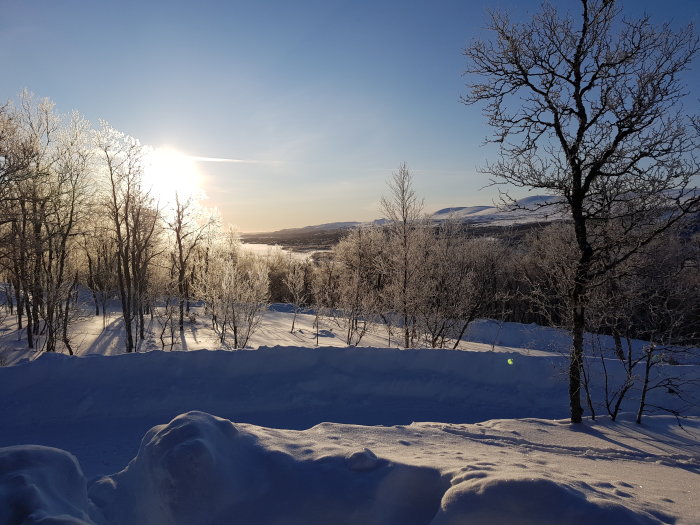 Vinterlandskap med snötäckta träd och mark, solen lågt på himlen.