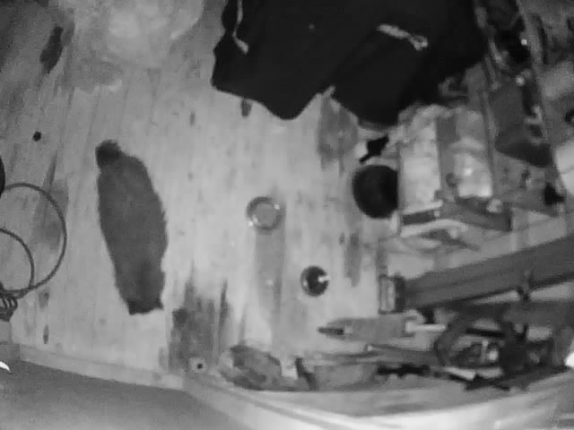 Övervakningskamera bild i mörker med IR, visar en katt och några föremål i ett rum.