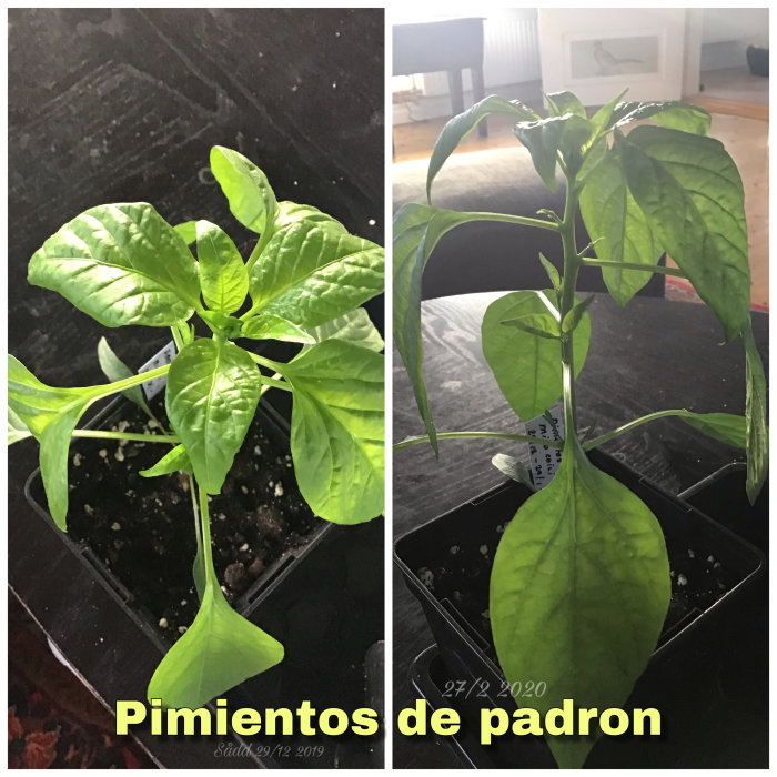Två bilder av Pimientos de Padrón-chiliväxter, en lummig och en med hängande blad, som illustrerar trådens problem med groning.