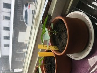 Chiliplantor i små krukor på fönsterbräda med etiketter, ny omplanterad och fråga om växtrötter.