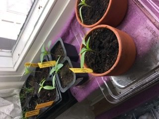 Unga chiliväxter omplanterade i större terrakottakrukor och märkta plantetiketter vid ett fönster.