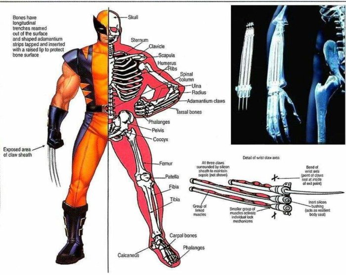 Illustration av superhjälten Deadpool med ritning som visar hans skelett och klor i jämförelse med människoskelett.