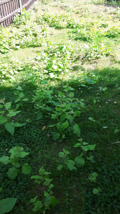Grönt område med små trädliknande växter som spridit sig på en gräsmatta.