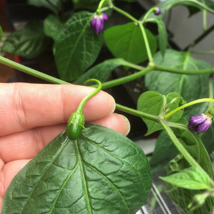 Hand håller ett blad med en liten grön Rocoto Turbo Pube chili och lila blommor i bakgrunden.
