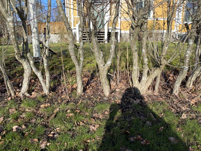 Flera unga träd med varierande tjocklek och grenar utan löv, med en skugga av en person i förgrunden.