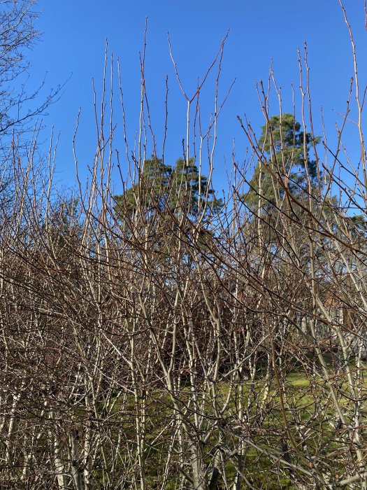 Trädgrenar i olika storlekar och tjocklekar utan löv mot en klarblå himmel.