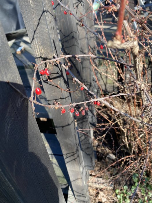 Grenar av en buske med röda bär och taggar mot en trästaketbakgrund, möjlig berberis.