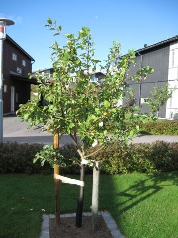 Äppelträd.jpg