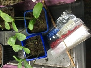 Gurkplantor i krukor vid sidan av deras fröpåsar från Iran på ett brickbord.
