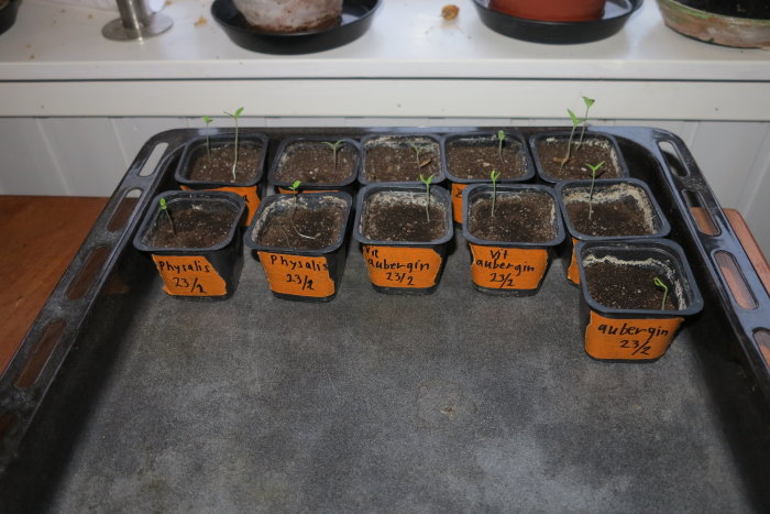 Plåt med småplantor av physalis och auberginer märkta med sort och datum, klara att flyttas till ljus.