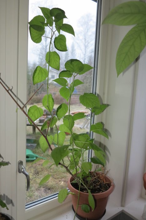 En övervintrad physalisplanta i terrakottakruka på ett fönsterbräde med dagsljus och en trädgård i bakgrunden.
