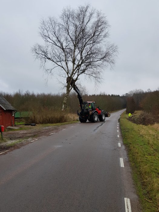 Traktor med timmervagn lyfter stor björkstock vid vägkant.