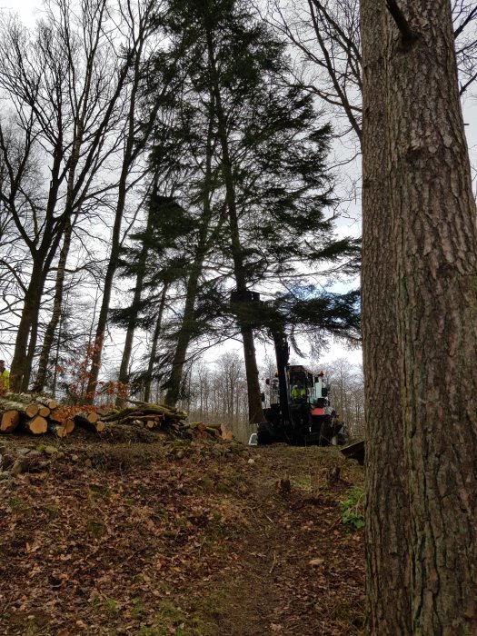 Träd som fallits med timmerstockar på marken och en traktor i skogsmiljö.