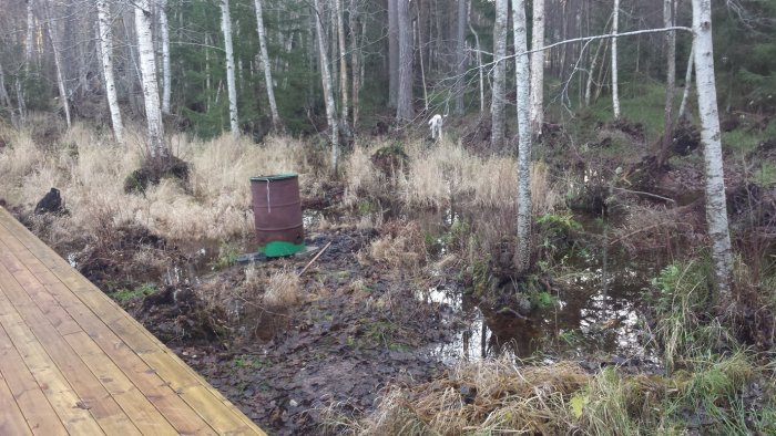 En övergiven brun kompostbehållare bredvid en vattenfylld damm med näckrosblad, omgiven av björkträd.