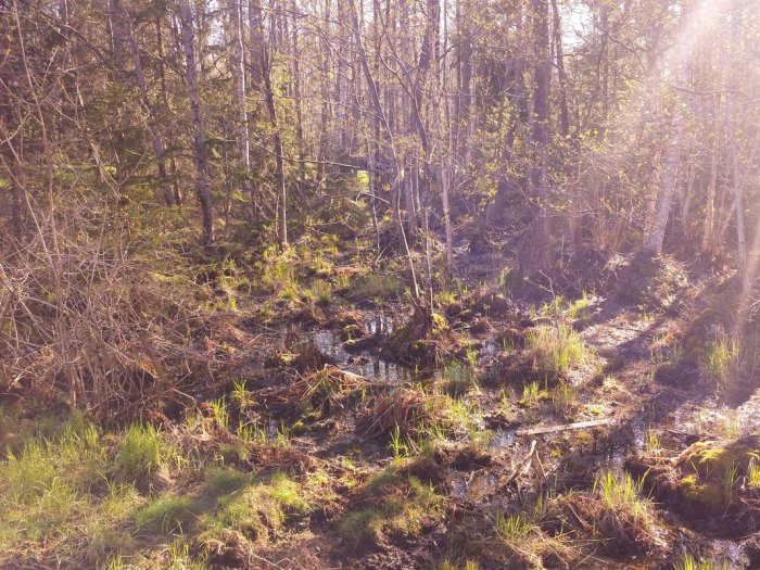 Våtmark med sparsam vegetation och vattenansamlingar i skogsmiljö badande i solljus.