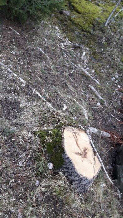 Stubbe med synliga rötter och mossa i en skogsomgivning.