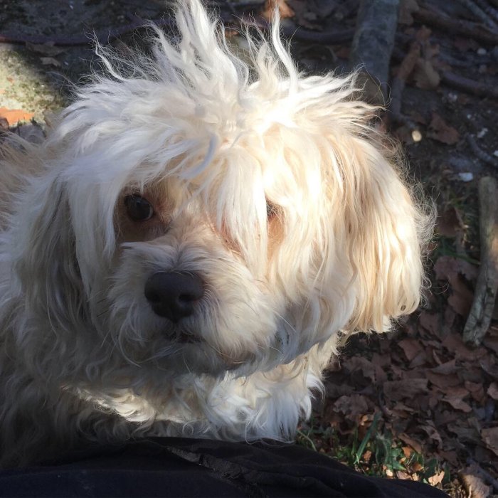 En vit lurvig hund med rufsigt hår och en nyfiken blick.