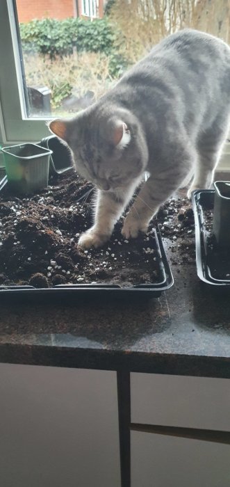 Katt som gräver i en plantlåda inomhus fylld med planteringsjord.