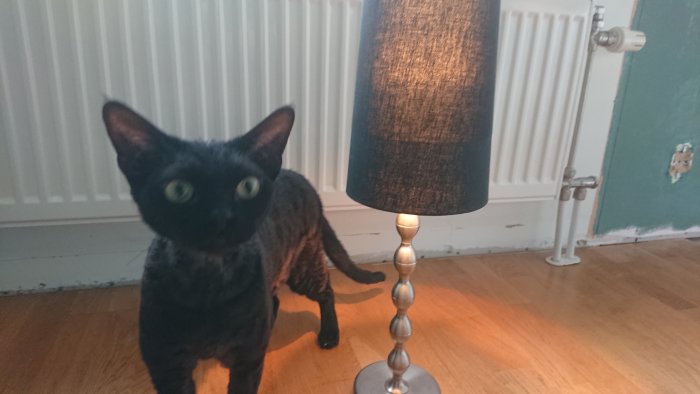 Svart katt framför nymålad vägg med bordslampa och radiator i ett sovrum.