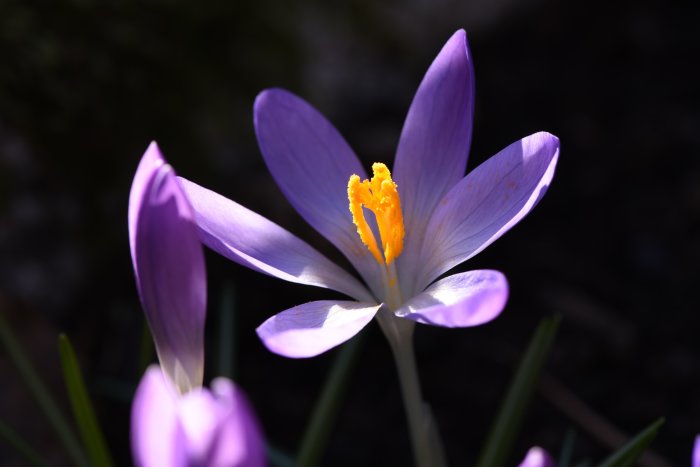 Närbild av lila Crocus tommasinianus snökrokus med gul pistill i solljus.