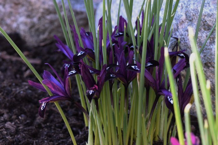 Lila Iris reticulata `Pauline´ och `Harmony´ våriris mellan gröna blad.