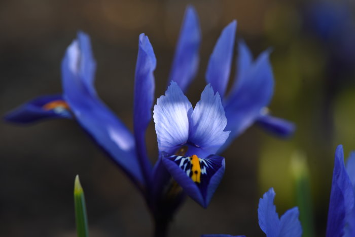 Närbild på blå våriris Iris reticulata med tydliga vita och gula markeringar på kronbladen.