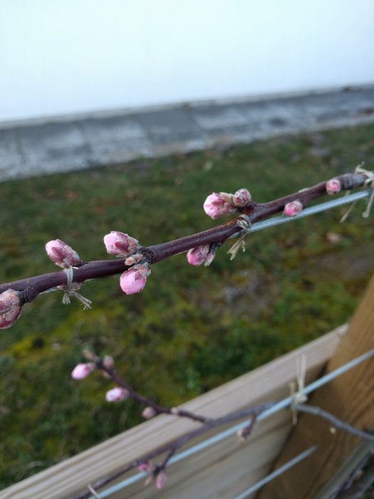 Gren av persikoträd sorten Frost med knoppar mot suddig bakgrund.