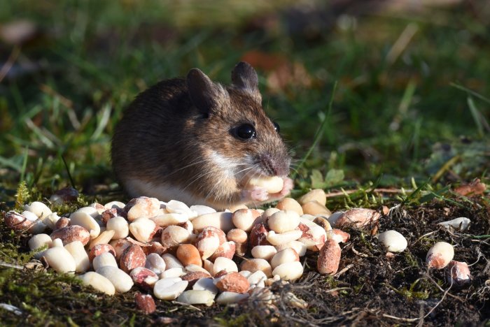 Skogsmus som äter frön på marken nära sitt bo under stenen.