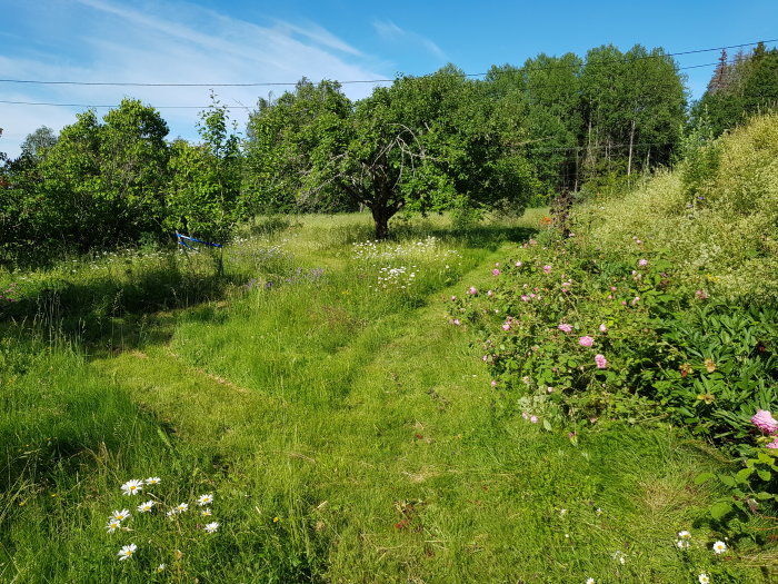 Naturlik trädgård med vildvuxet gräs, blommor och buskar i sommarsol, del av ängifieringsprojekt.