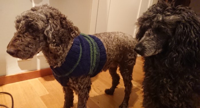 Brun hund iförd en stickad blå och grön tröja står bredvid en annan hund inomhus.