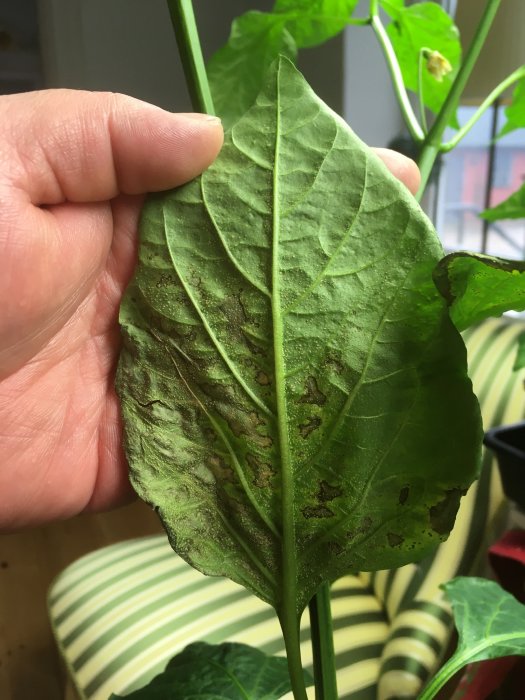 Närbild på chiliplantans blad med tecken på magnesiumbrist, missfärgningar och små hål.