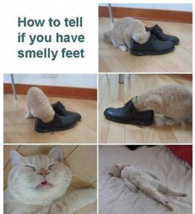 Katt luktar på skor och reagerar på dålig lukt; humoristisk instruktionsbild.