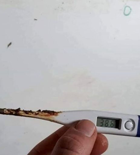 Hand håller en rostad termometer visar 38,6 grader Celsius, skämtsamt om första steget mot Covid-19.