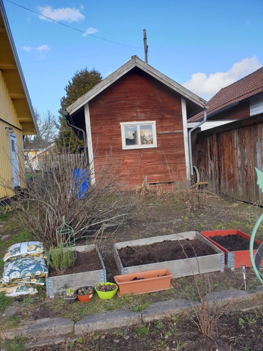 Trädgård med tomma pallkragar och röda vinbärsbuskar framför ett rött förråd.