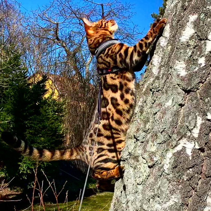 En bengalkatt med sele står på bakbenen och sträcker sig upp mot ett träd.