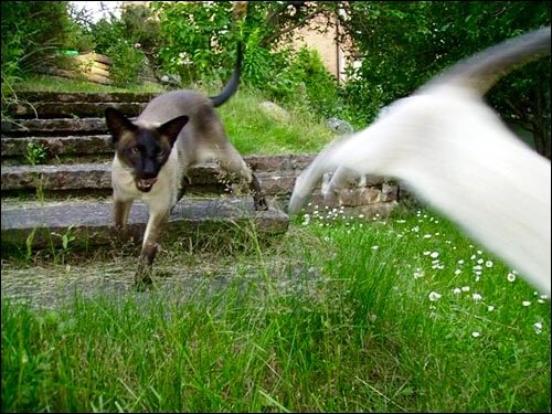 Siameskatt i fokus med suddig vit katt i rörelse i förgrunden, utomhus på en gräsmatta.