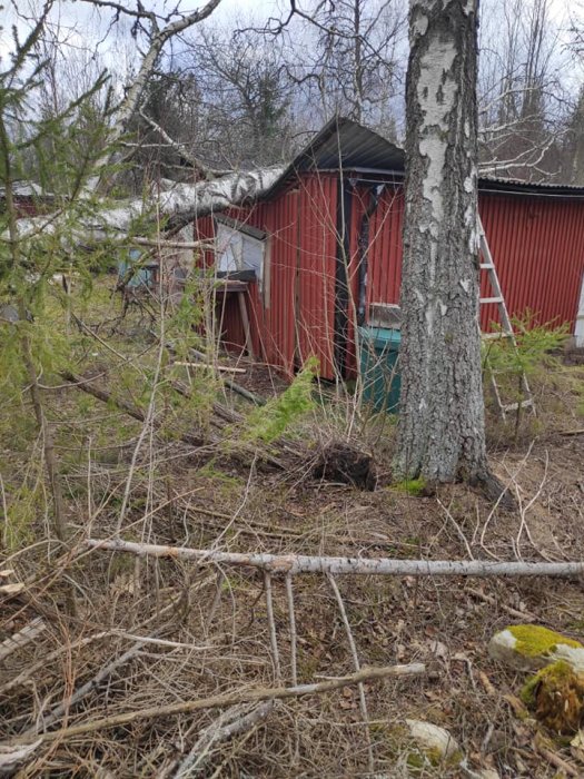 Träd som fallit på en röd stuga, skadat tak och vägg syns, omgivet av skogsmark.