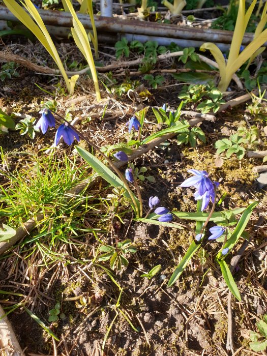 Blå Scilla-blommor och grönt gräs som växer i en trädgård med synligt gammalt ogräs.