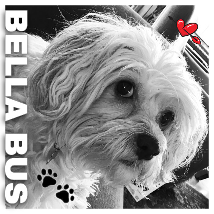 Svartvit bild på en söt hund med lång päls, tittar in i kameran, med grafiska detaljer som hjärta och texten "BELLA BUS".