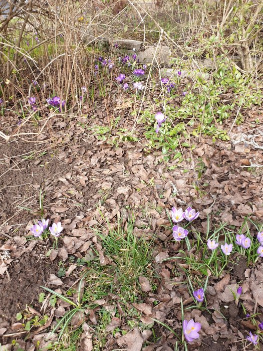 Krokusar och skilla blommar bland löv och buskar i en vårträdgård.