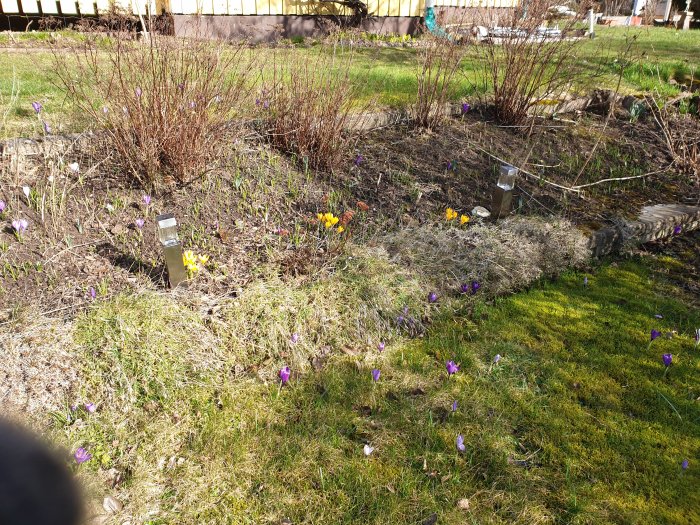 En trädgård i tidig vår med krokusar och skilla som blommar bland gräs och buskage.
