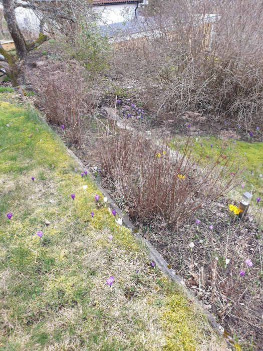 Vårträdgård med lila krokus och gula skilla som börjar blomma bland gräset och buskar.