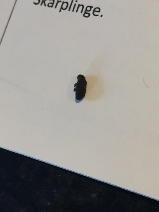 En liten mörk insekt på en vit yta, eventuell orsak till spån vid vägg i gammalt hus.
