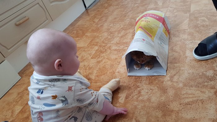 Spädbarn tittar på en katt inuti en pappersrulle på köksgolvet.