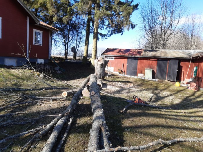 Nedtagen gren från rönnträd, kapad i bitar, med verktyg och avloppsbrunn i en trädgård.