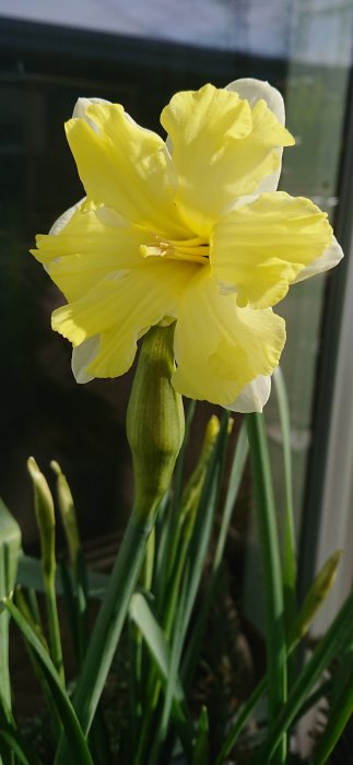 Nyutslagen gul påsklilja med synliga knoppar i bakgrunden.