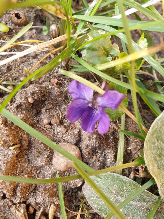 Suddig lila viol i förgrunden med skarpt fokus på brunjord och småstenar i bakgrunden.